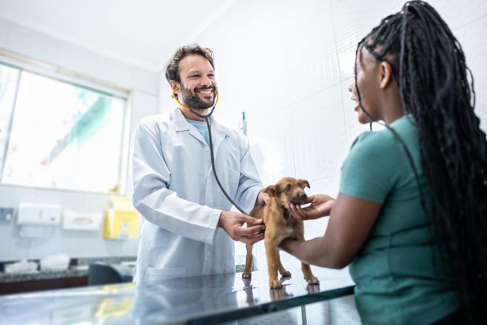 Veterinário examinando um cachorro em uma clínica veterinária - Metrópoles