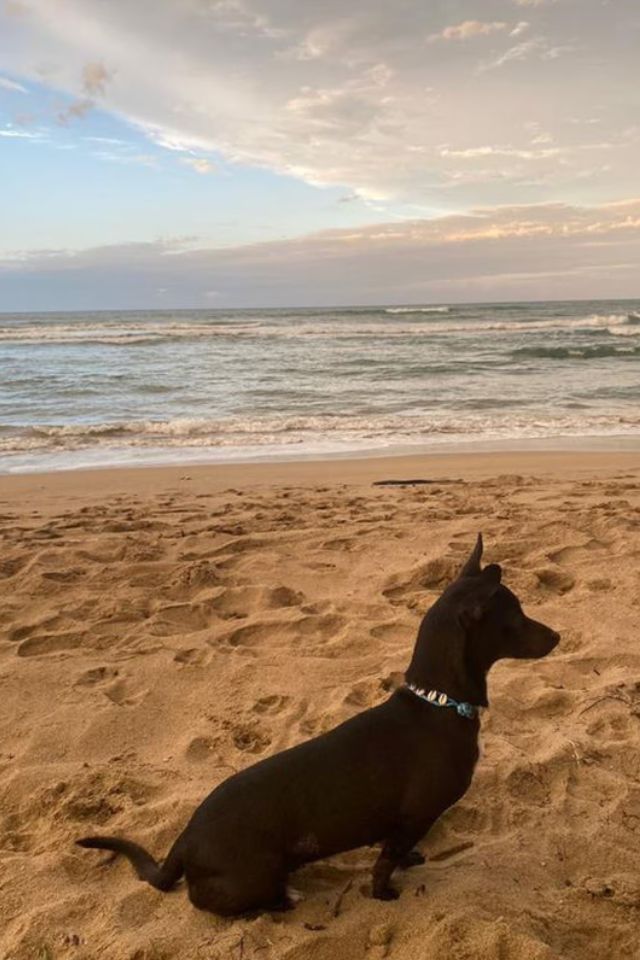 Foto colorida de um cachorro na praia - Metrópoles