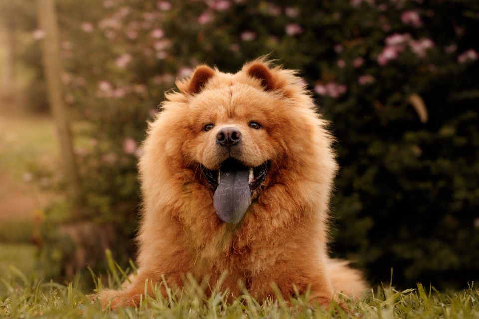 cachorro raça chow-chow