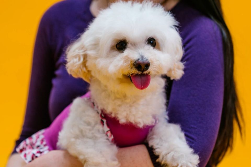 poodle cachorrinho branquinho peludo de roupinha rosa - Metrópoles