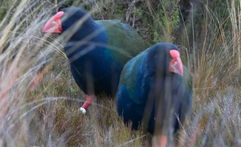 Aves takahē caminhando em grama