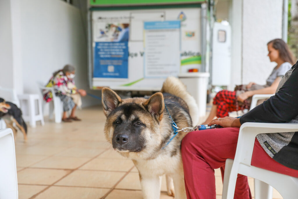 Castração cães DF