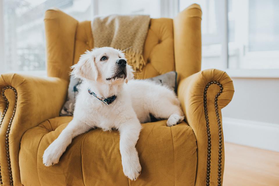 Filhote de Golden Retriever deitado em uma poltrona amarela - Metrópoles