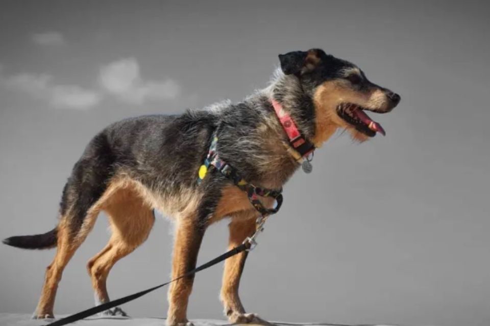 Foto colorida de um cachorro de pelagem marrom e preta - Metrópoles