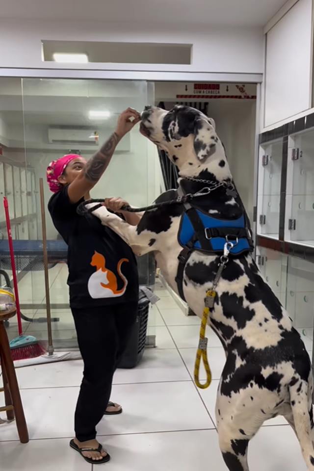 Foto colorida de uma mulher segurando um cachorro gigante - Metrópoles