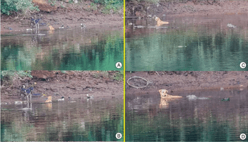 Sequência de fotografias coloridas mostra cachorro se refugiando na margem de rio e sendo salvo de perseguição por crocodilos