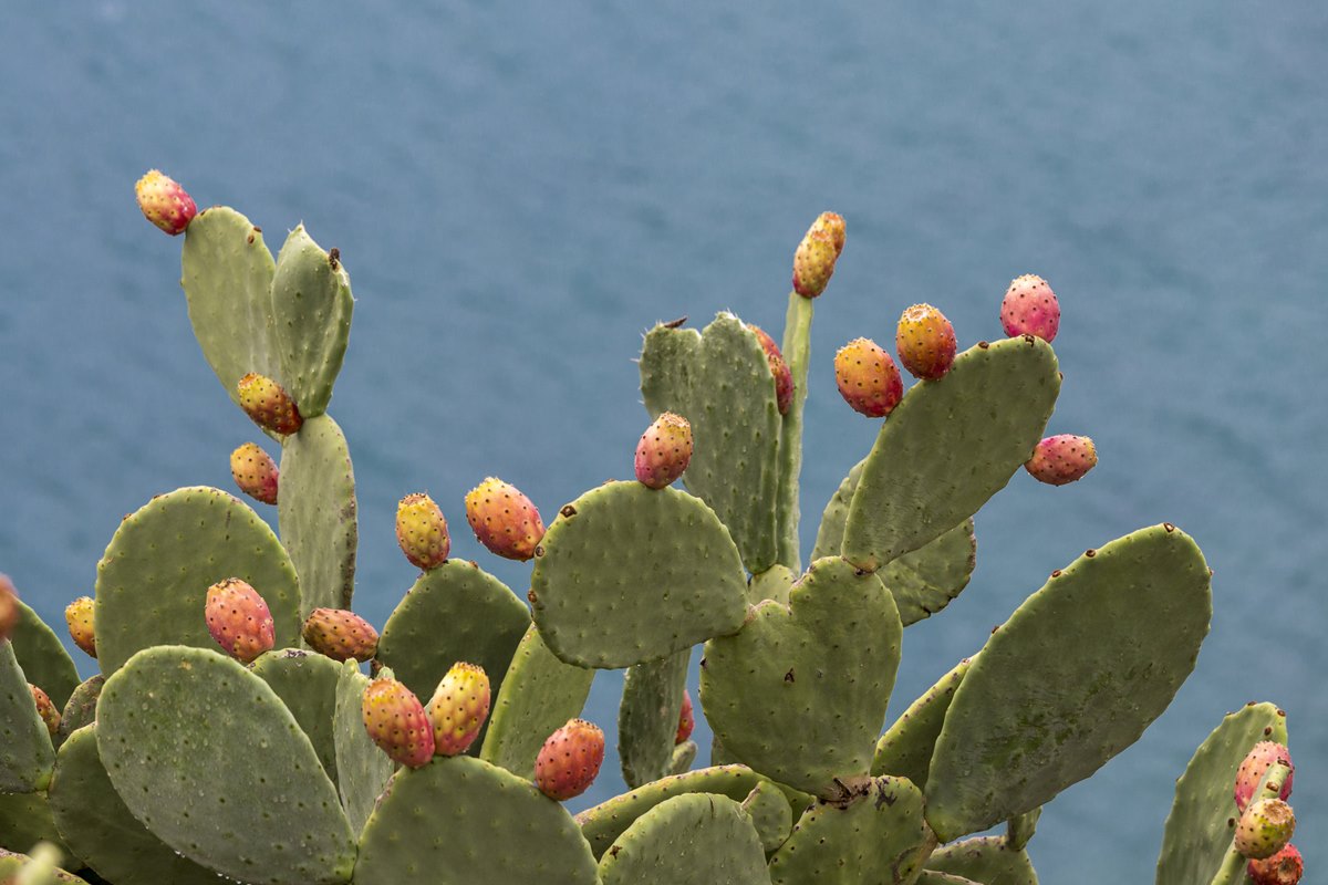 Foto colorida de cactos em um fundo azul - Metrópoles