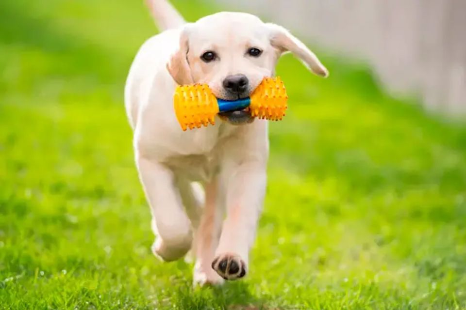 Cachorro branco brincando com brinquedos na boca