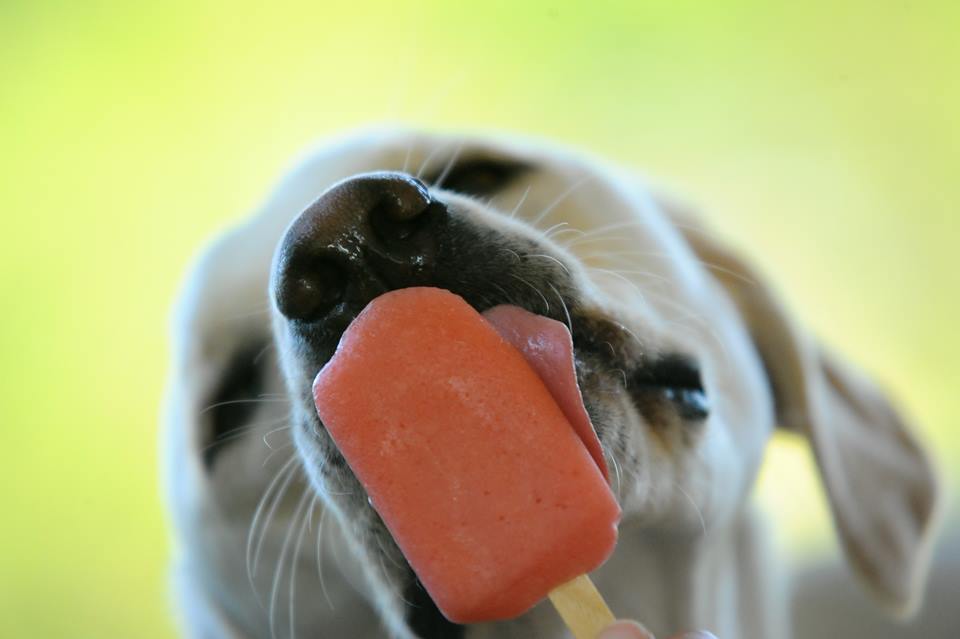 Foto colorida de um picole para cachorro - Metrópoles