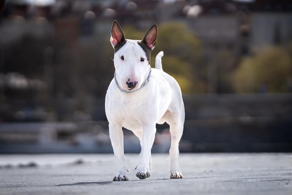 Foto colorida de um cachorro de pelagem branca - Metrópoles