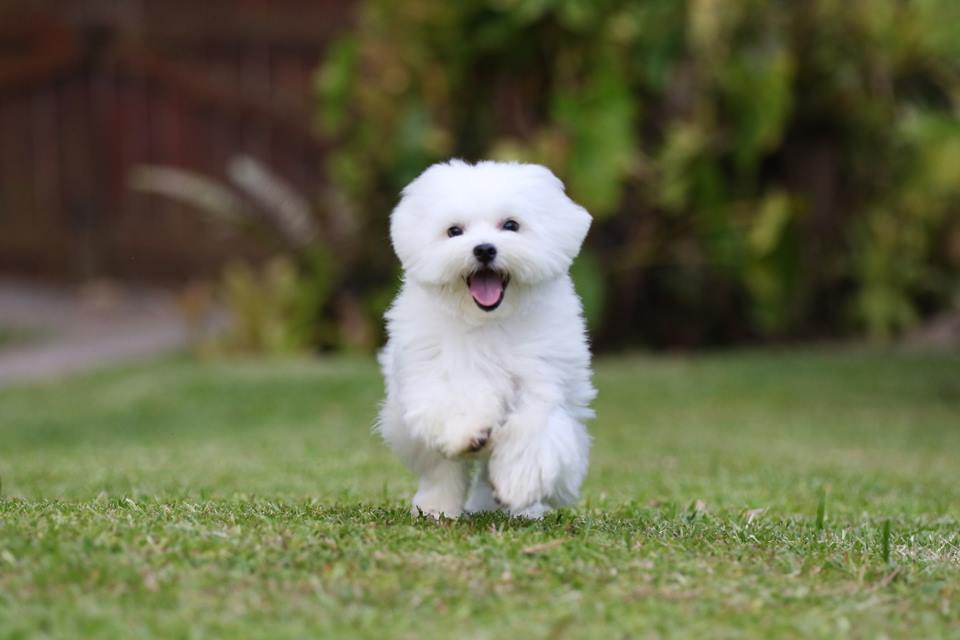 Foto colorida de um cachorro com pelagem branca - Metrópoles