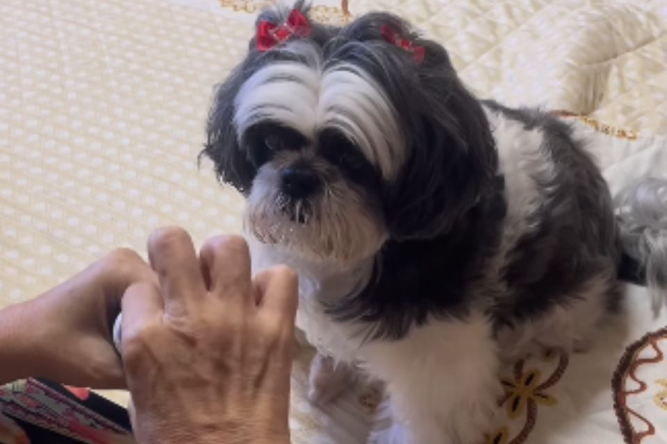 Foto colorida de um cachorro tomando remédio - Metrópoles