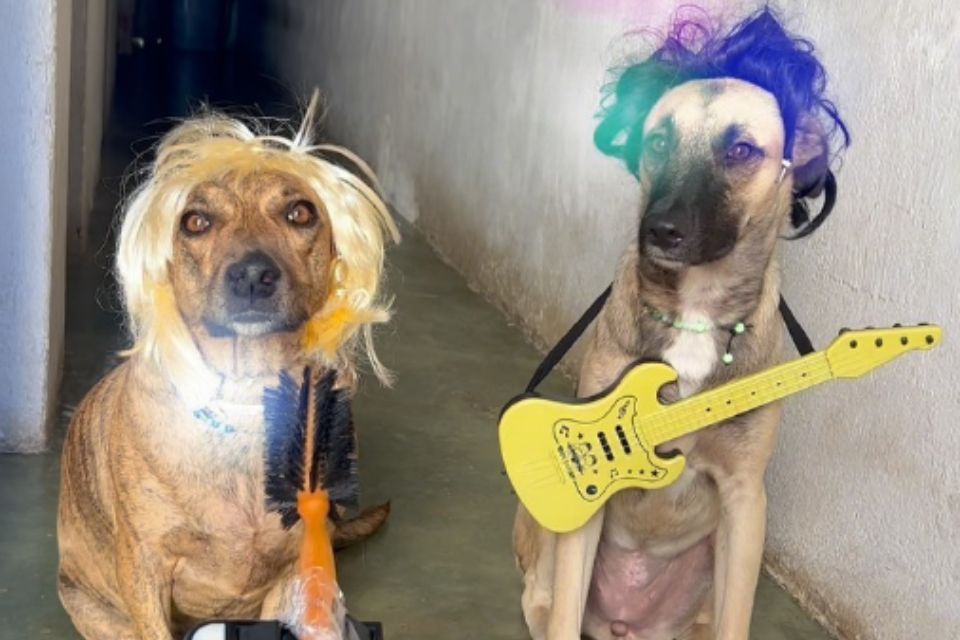 Foto colorida de dois cachorros - Metrópoles