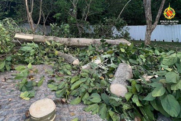 Árvores e galhos cortados no chão