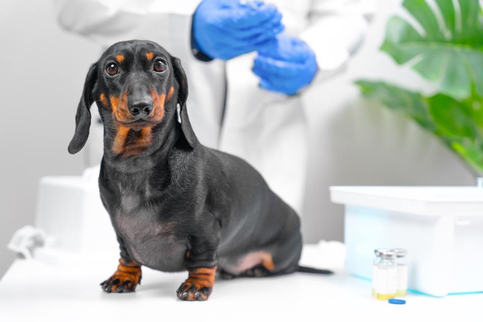 Foto colorida de um cachorro da raça Dachshund - Metrópoles