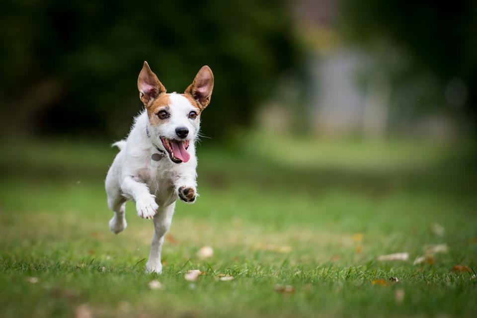 Foto colorida de um cachorro de pelagem branca com marrom - Metrópoles