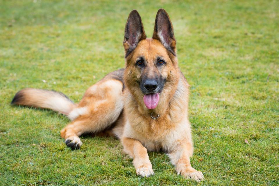 Foto colorida de um cachorro de pelagem marrom - Metrópoles