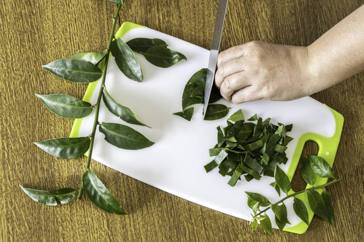 Imagem colorida de mão feminina cortando planta em cima de tábua - Metrópoles