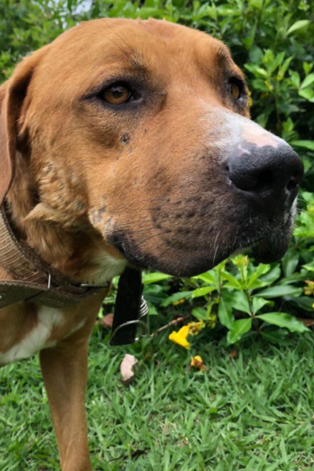 Foto colorida de um cachorro no mato - Metrópoles