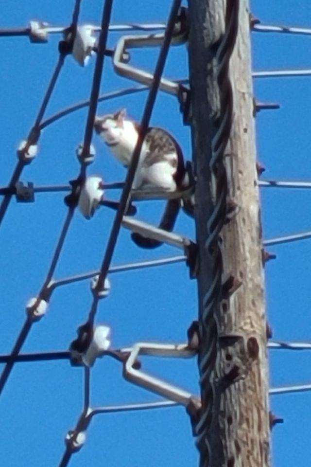 Foto colorida de um gato em cima do poste - Metrópoles