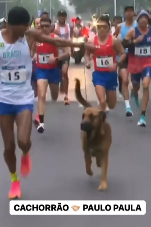 Foto colorida de um cachorro correndo na rua - Metrópoles