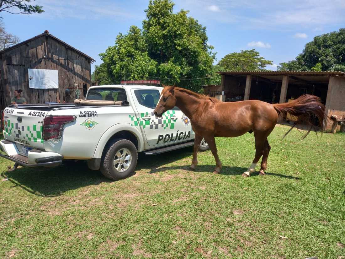 Mulher é multada por dar cerveja a cavalo e postar nas redes; vídeo |  Metrópoles