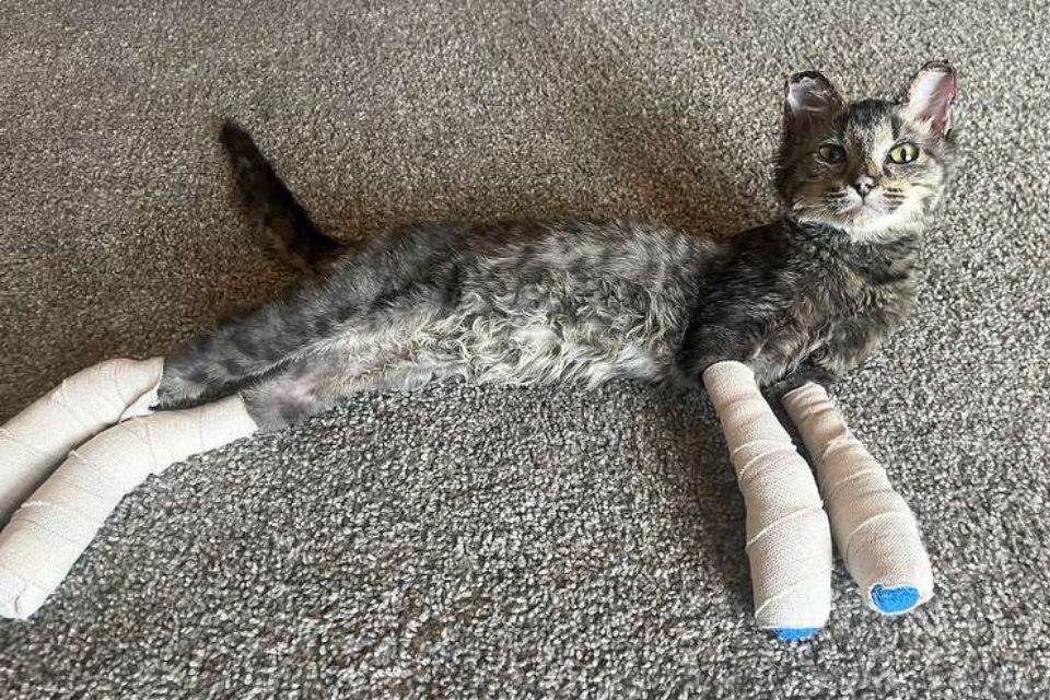 Foto colorida de um gato com as pernas enfaixadas - Metrópoles
