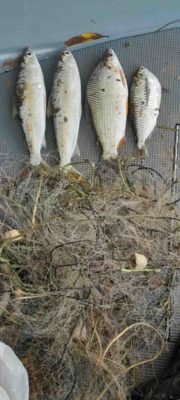 foto colorida de rede de pescar apreendida e peixes capturados no Rio Aguapeí, em Adamantina - Metrópoles