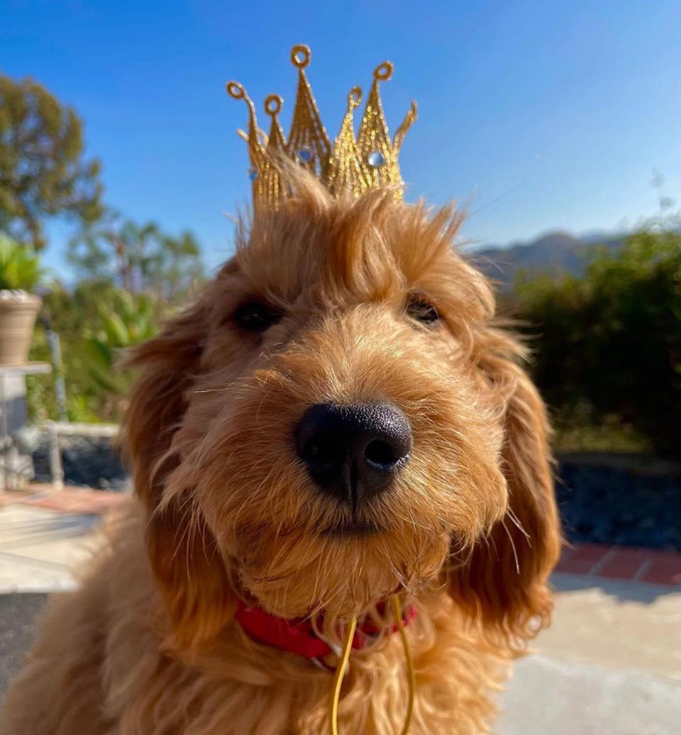 Foto colorida de um cachorro com coroa - Metrópoles