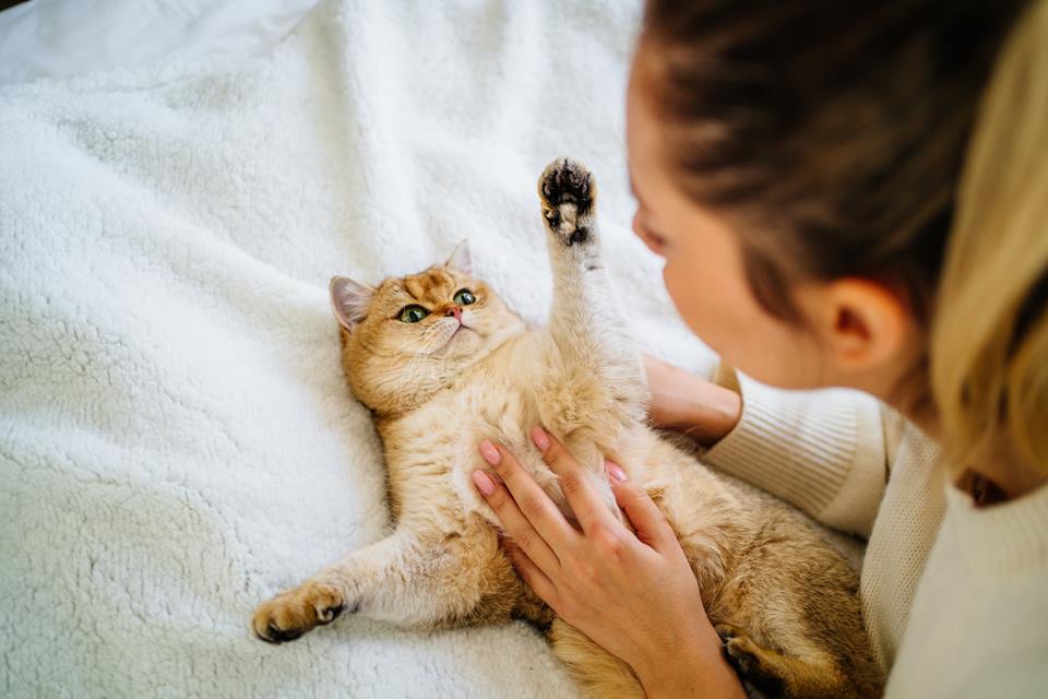 Foto colorida de um gato - Metrópoles