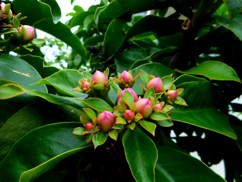 Imagem colorida mostra folhas verdes e flores em botão da planta ora-pro-nóbis - Metrópoles