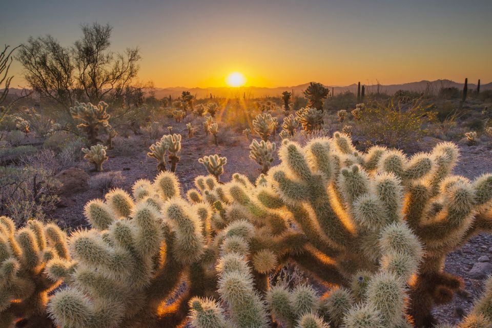 deserto de Sonora