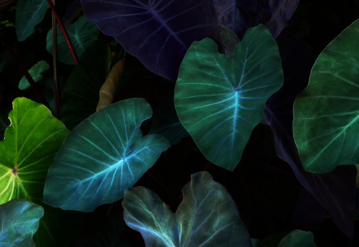 Folhas de taioba, planta extremamente nutritiva