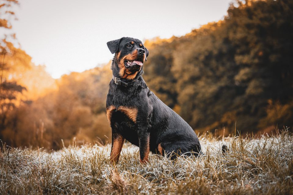 Imagem colorida, foto ilustrativa de um rottweiler- Metrópoles