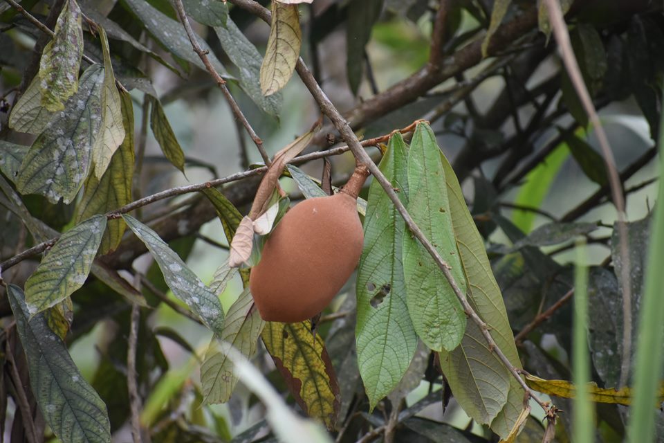 Imagem colorida da fruta cupuaçu em uma árvore - Metrópoles