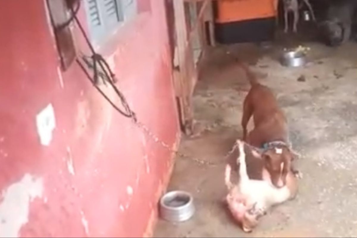 Vídeo de pitbull atacando cadela grávida faz polícia resgatar 19 cães |  Metrópoles