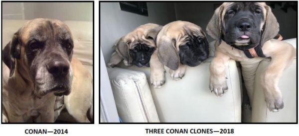 Na foto, o Cachorro Conan e três de seus clones