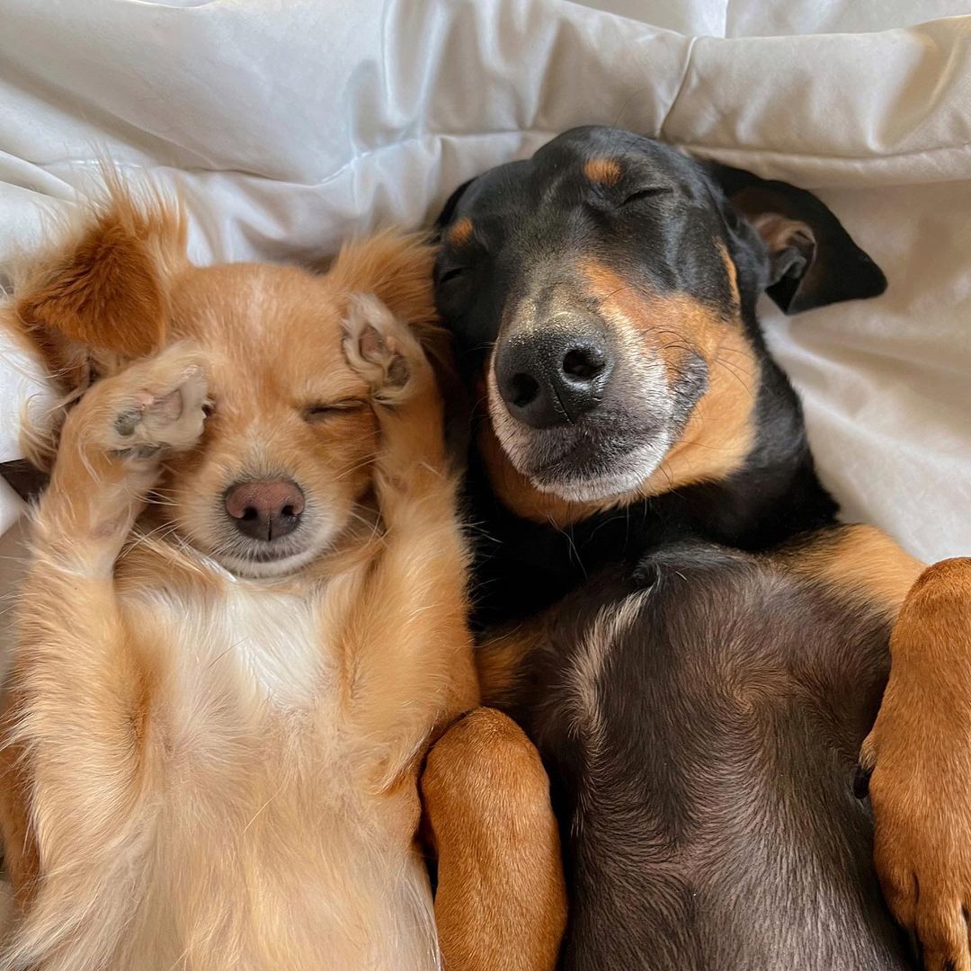 cachorros Nina e Pingo dormindo