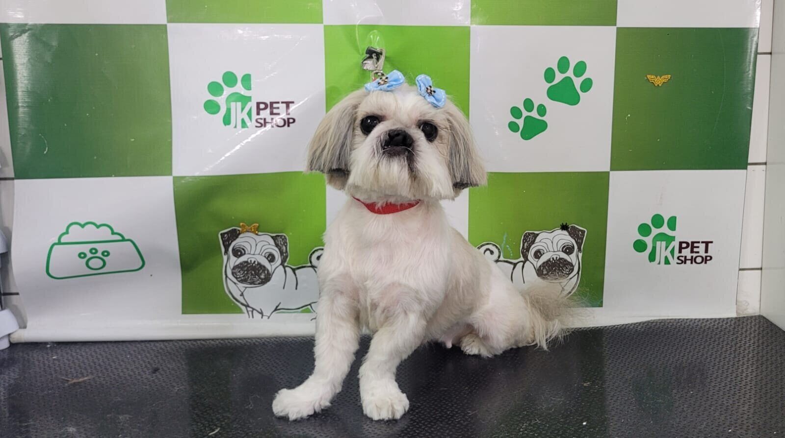 Foto colorida de shih-tzu sobre bancada de pet shop - Metrópoles