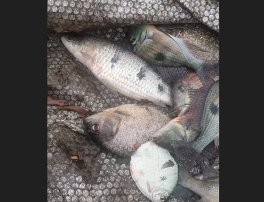 foto colorida de peixes apreendidos e depois devolvidos ao Rio Paraná, após terem sido capturados irregularmente por pescador no Rio Paraná, em Paulicéia, durante a piracema - Metrópoles