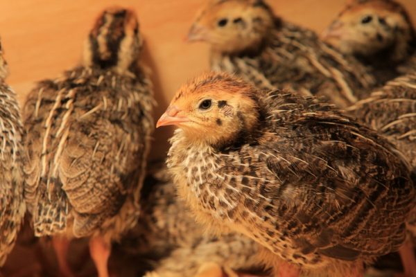 Foto mostra um grupo de codornas japonesas