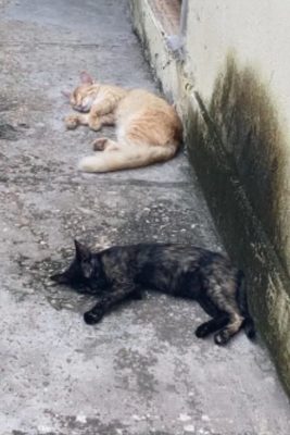 lorida de dois gatos - Metrópoles