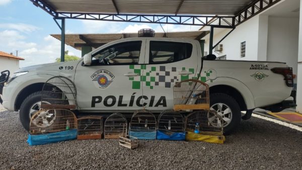 foto colorida de ave silvestres em gaiolas diante de viatura da Polícia Militar Ambiental; pássaros estavam em cativeiro e foram soltos - Metrópoles