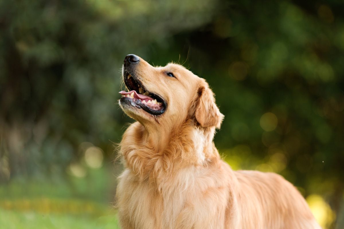 cachorro golden retriever com a boca aberta