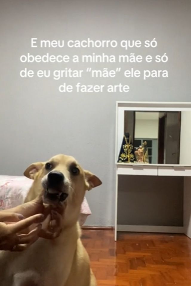 Foto colorida de um cachorro de pelagem branca - Metrópoles