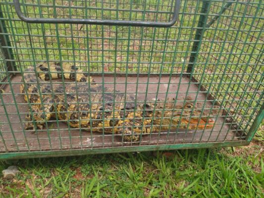 foto colorida de jacaré capturado em Santa Mercedes (SP) foi devolvido à natureza pela Polícia Ambiental - Metrópoles