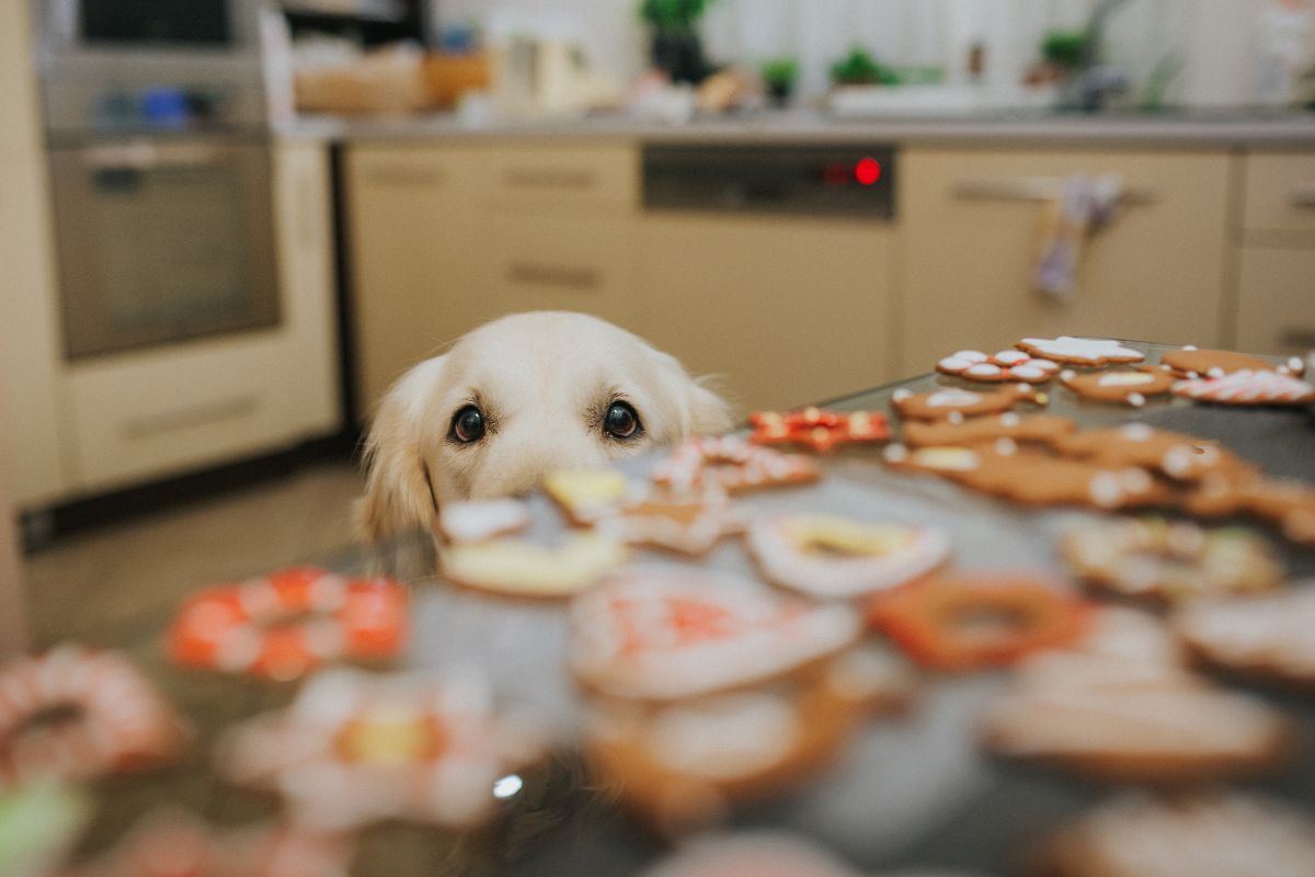 Foto colorida de um cachorro em cima da mesa - Metrópoles