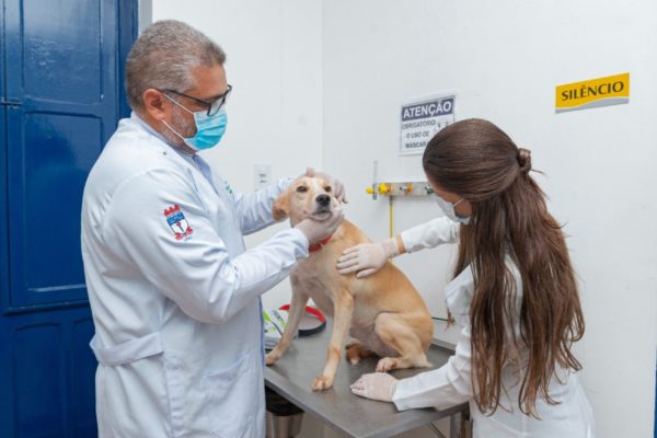 Fotografia colorida mostrando veterinário e assistente tratando cachorro-Metrópoles