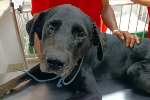 Cachorro que sofreu a agressão