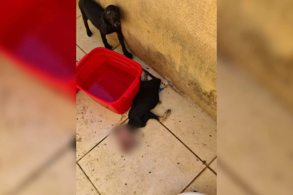 filhote morreu e foi comido por outros animais 